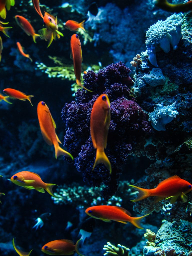 nicolas-brugeilles-marine-life-plongee